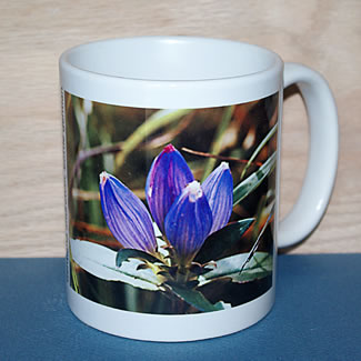 mug DS-050 gentian 6740.jpg